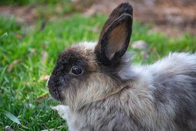 How to keep your rabbit healthy in 5 simple methods 2 How to keep your rabbit healthy in 5 simple methods