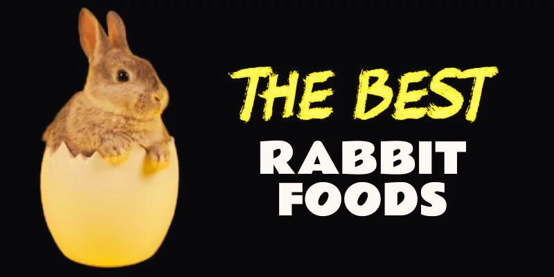 Best Packaged Foods for Rabbit : A Comprehensive Guide