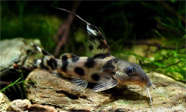Keeping catfish in Your Aquarium as pets 
