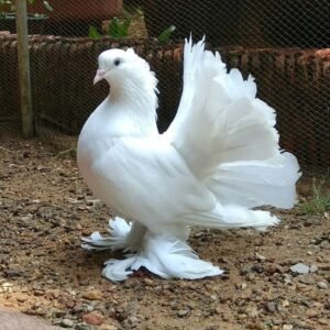 Pigeon keeping