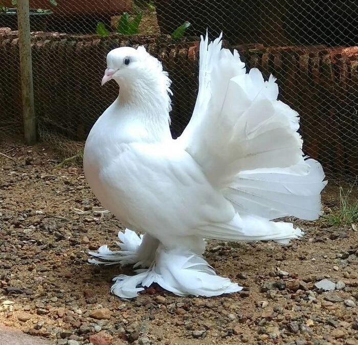 Beginner’s Guide to Pigeon Keeping: Care and Feeding