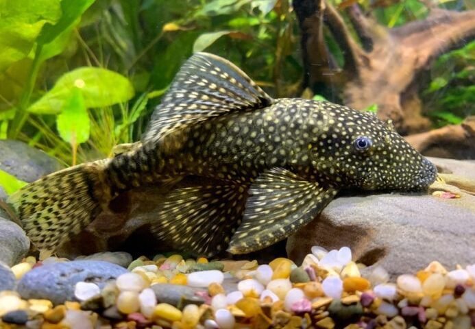 Keeping catfish in Your Aquarium as pets
