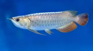 Arowana Fish Care