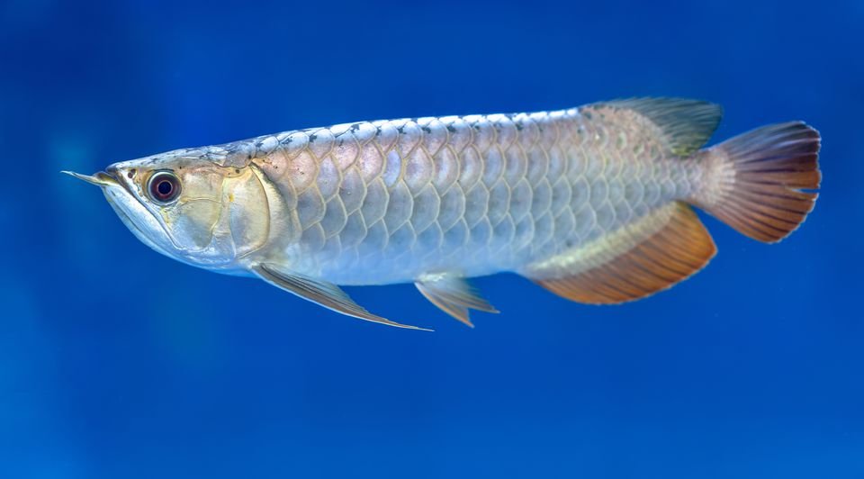 Arowana Fish Care: Comprehensive Guide for Optimal Health and Growth