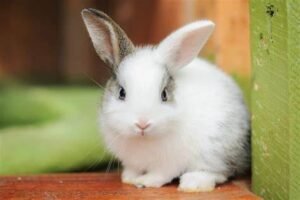 How to keep your rabbit healthy in 5 simple methods