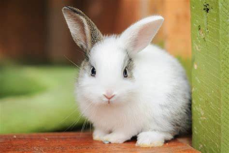 How to keep your rabbit healthy in 5 simple methods