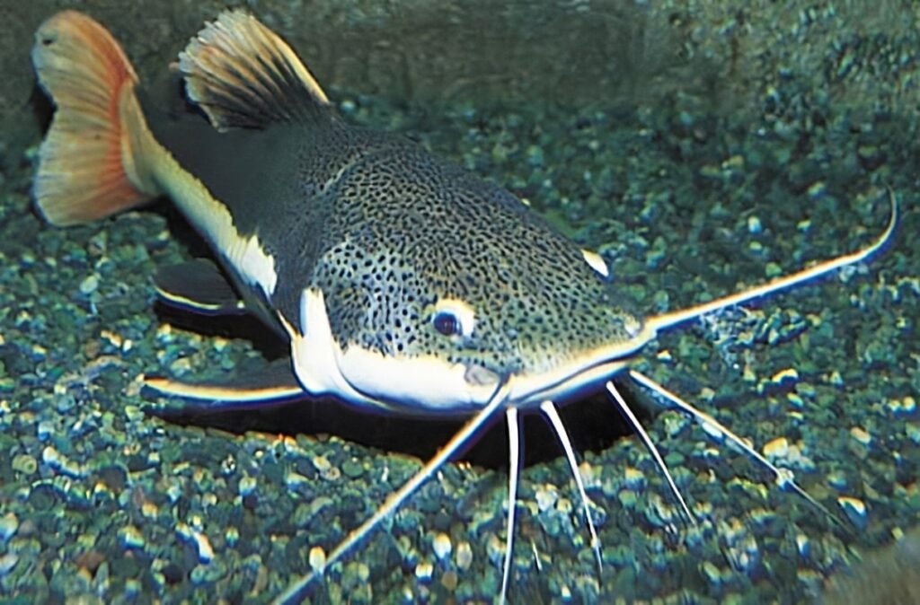 Keeping catfish in Your Aquarium as pets 