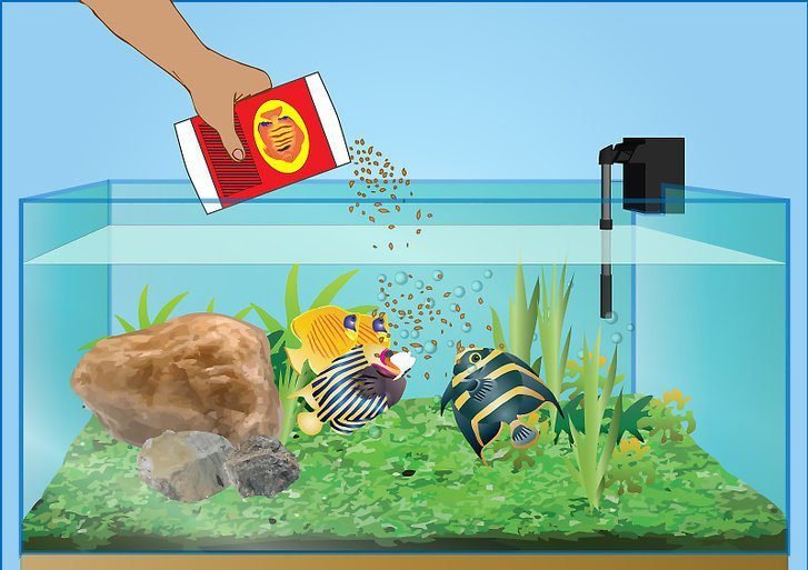Best Fish Food for Growth | Top 10 Fish Food available on Amazon India