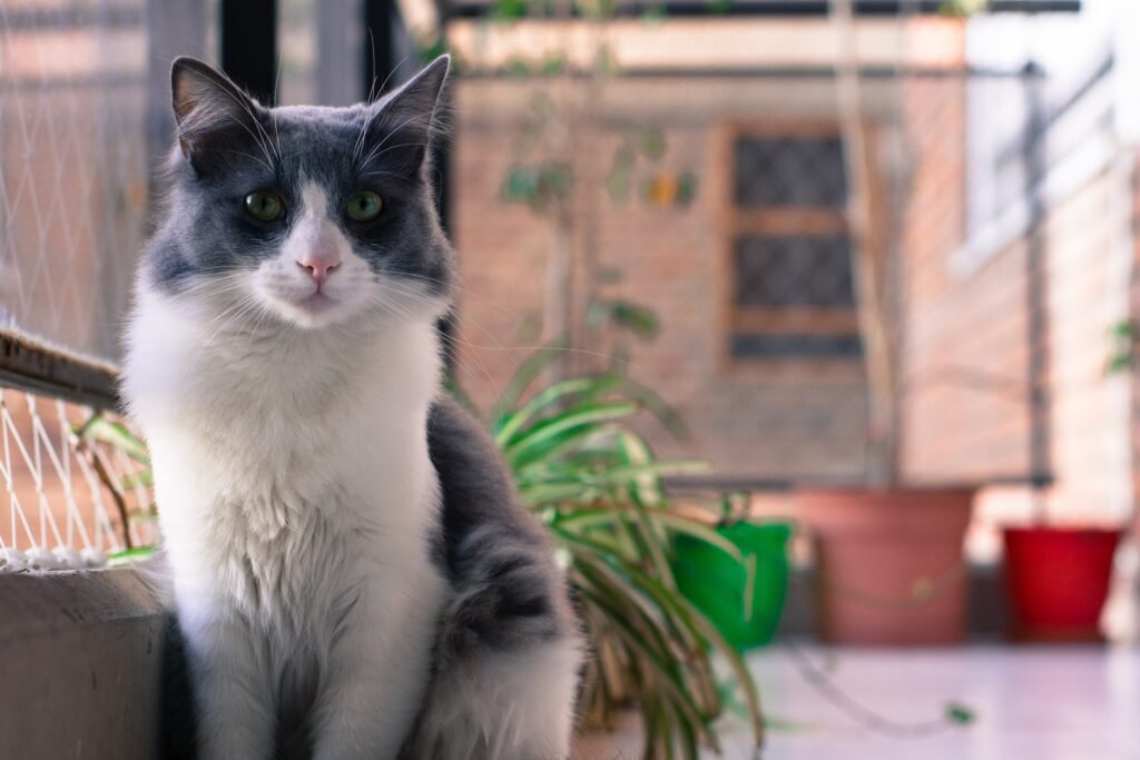 Munchkin Cat Care Instructions