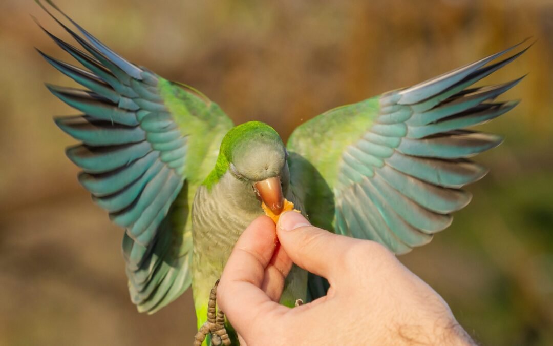 Tips For Training Your Bird | The Pets Care