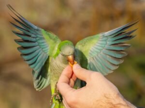 How to train your pet bird
