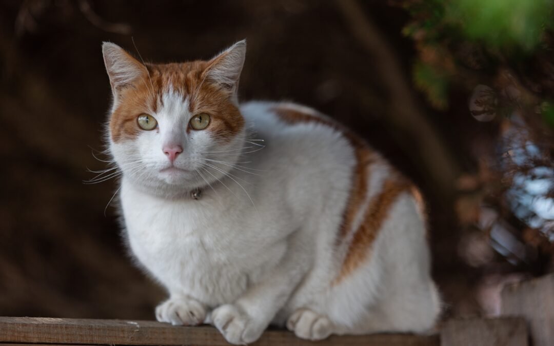 Munchkin Cat Care Instructions