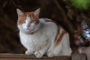 Munchkin Cat Care Instructions