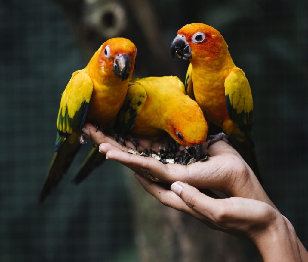 Tips For Training Your Bird | The Pets Care