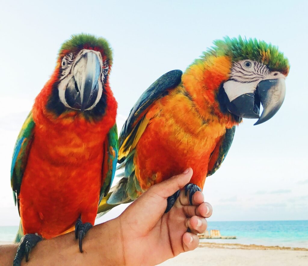 Tips For Training Your Bird | The Pets Care