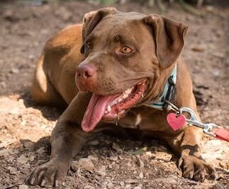 Pitbull dog