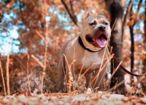 Pitbull Health Issues