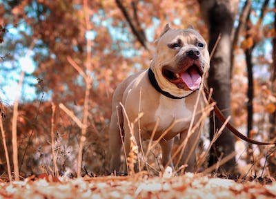 Common Pitbull Health Problems | 6 Most Regular Pitbull Health Issues