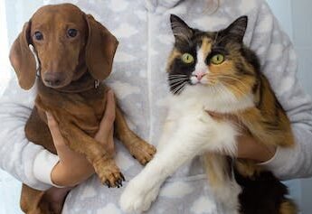 Does Your Dog or Cat Need Pet Insurance?