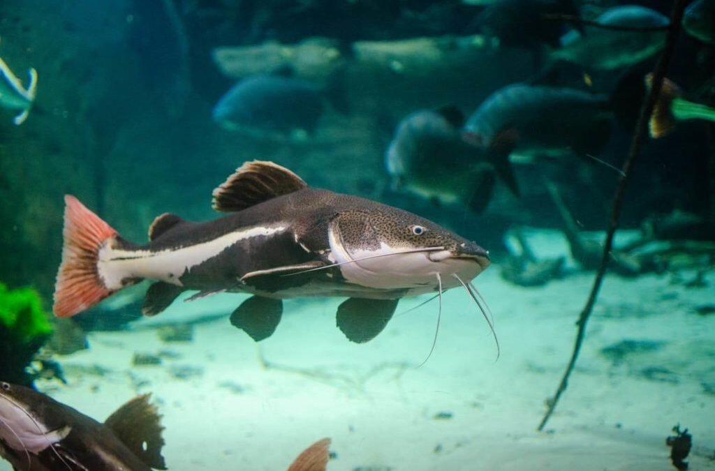 Keeping Catfish in Your Aquarium as pets