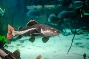 keeping cat fish as pets in your Aquarium