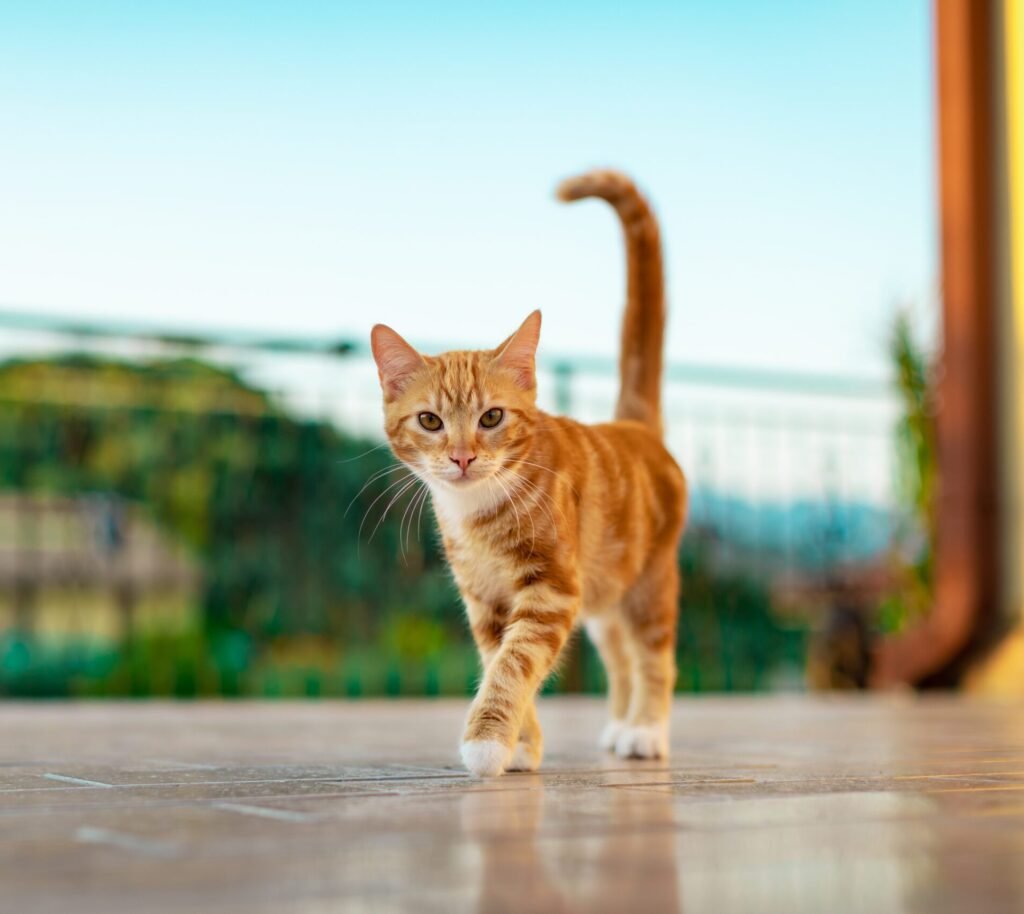 A Munchkin cat 