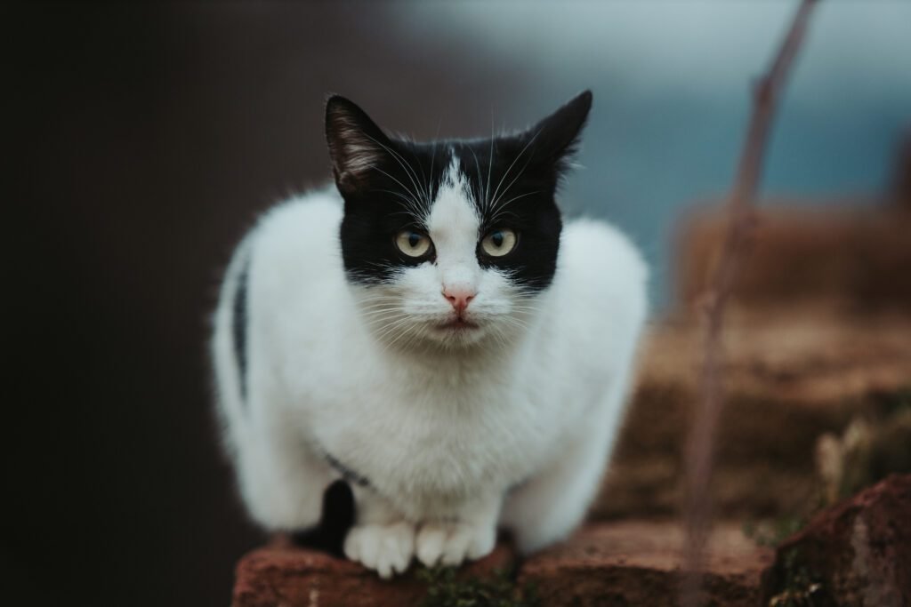 selective focus shot beautiful black white cat stone surface
