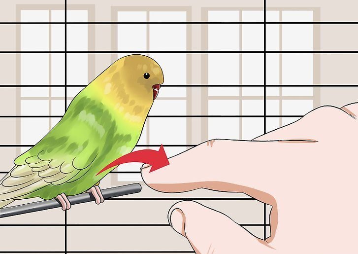how to train your pet bird