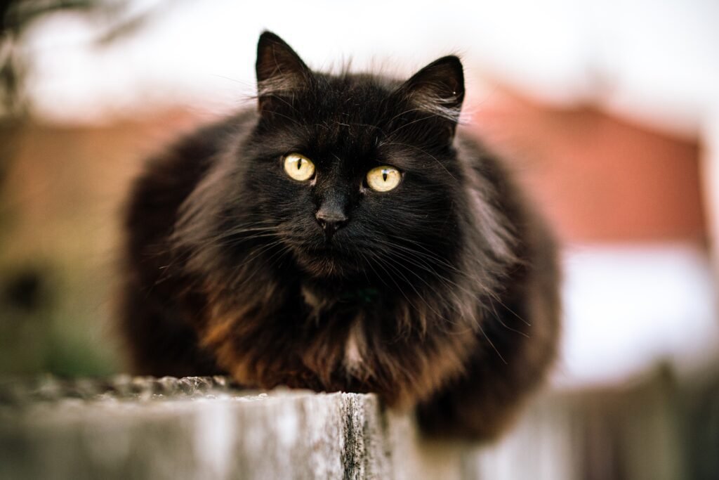 Black persian cat