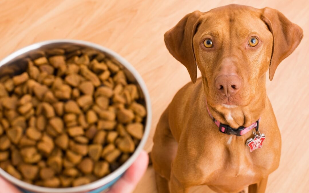 The Top 5 Dog Food Brands in 2023 | Best Dog Food Available on Amazon India