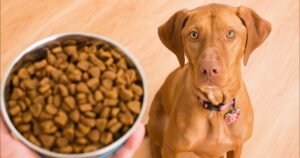 The top 5 dog food in 2023