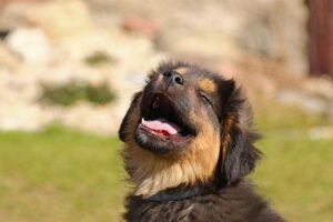 Allergies in dog Guide