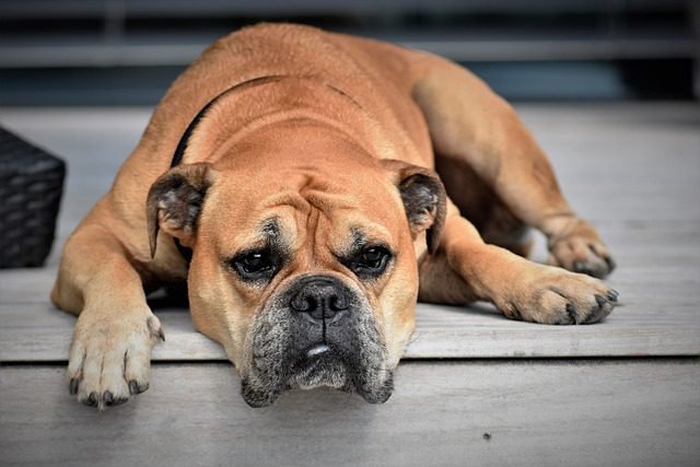 Allergies in dog