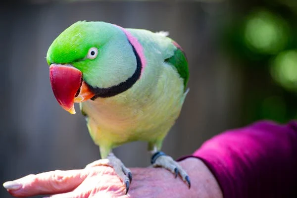 5 Easy Steps on How to Pet a Bird |The Pets Care
