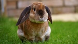 How to Preventing Pet Bunnies From Getting Overweight?