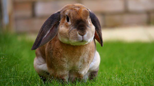 How to Preventing Pet Bunnies From Getting Overweight?