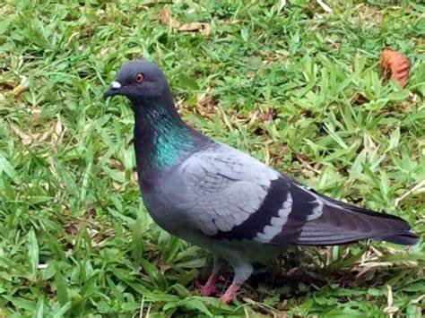 Most Common Pigeon Diseases