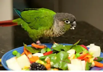 Safe Vegetables for Pet Birds to Eat