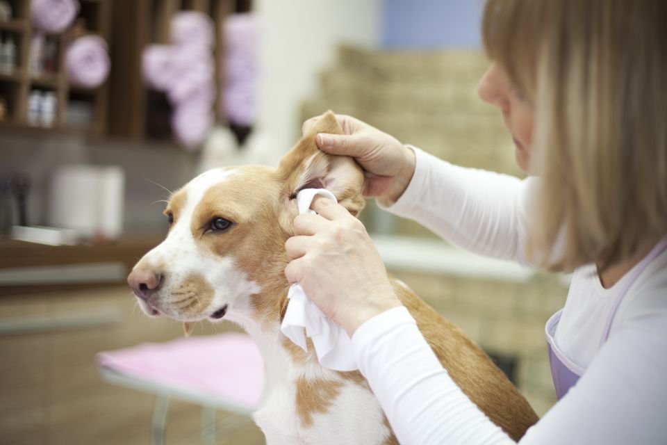 cleaning dog ears 481993518 587e6a333df78c17b6ab7a7d