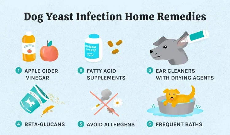 Dog Yeast Infection Home Remedy: Effective Solutions for Your Furry Friend
