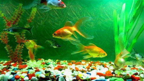 fish tank