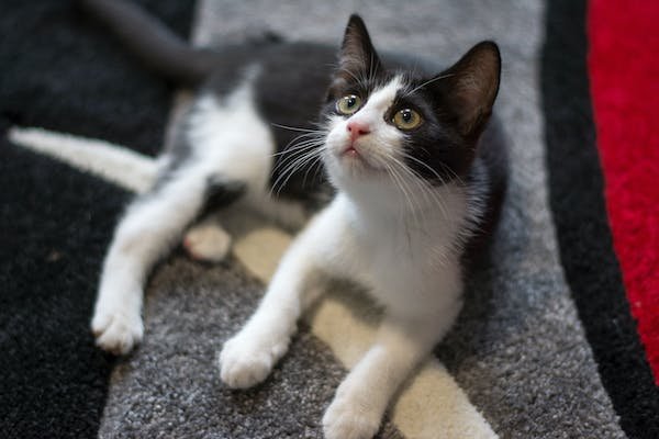 free photo of cat lying down and looking up