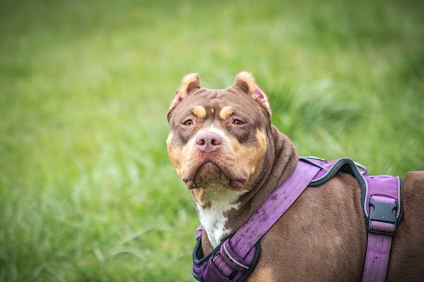 free photo of close up of pit bull 1