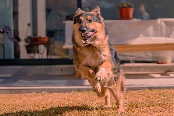 free photo of dog running in a backyard