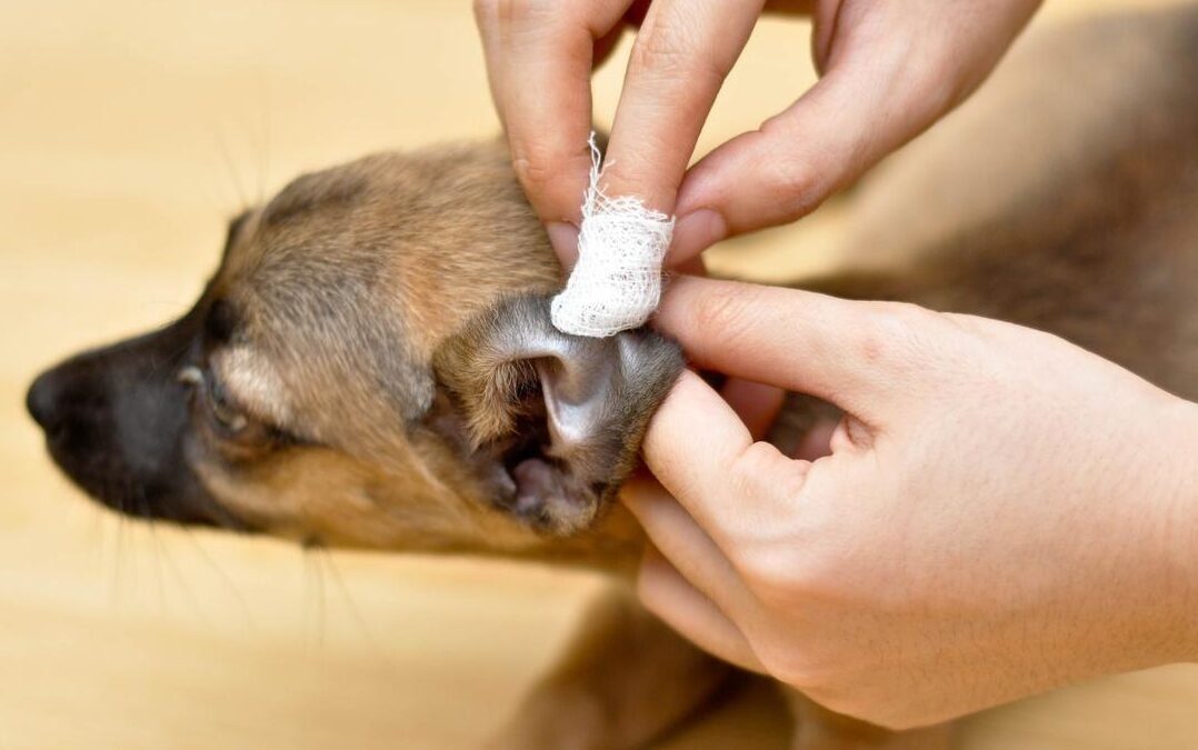 Comprehensive Guide: How to Clean Your Dog’s Ears