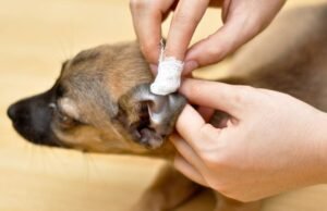 orejas perro limpieza e1696232082128