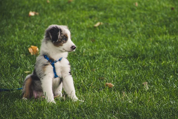How to Care for a Puppy: A Comprehensive Guide