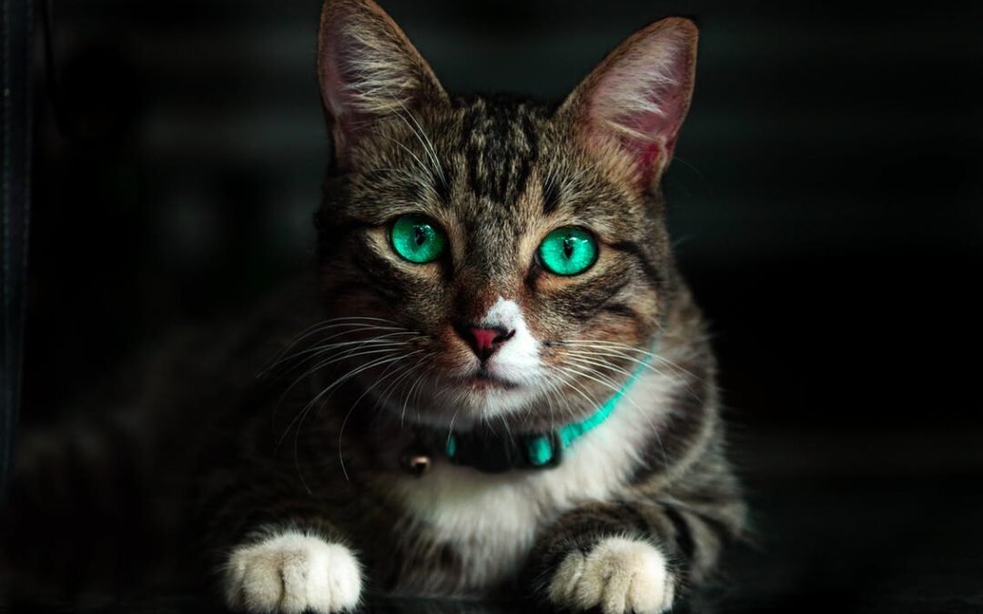 Comprehensive Guide: How to Solve Behavior Problems in Cats