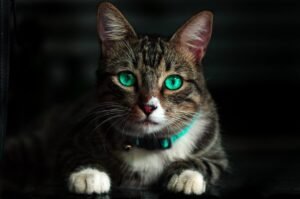 How to Solve Behavior Problems in Cats