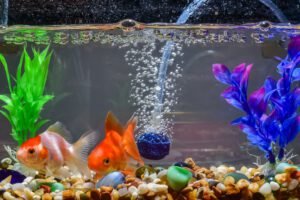 Gas Bubble Disease